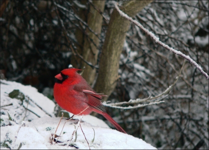 Enjoying the Snow