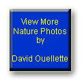 View More Nature Photos by David Ouellette